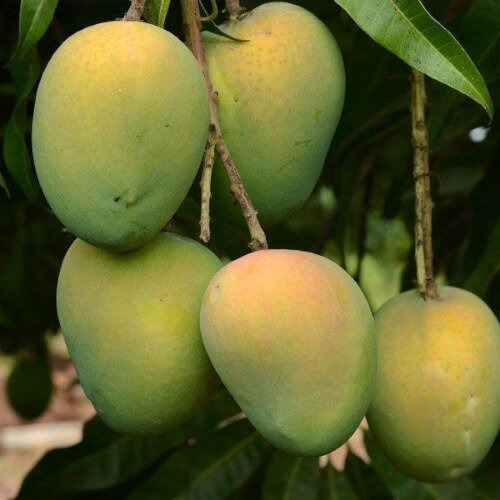 হাড়িভাঙ্গা আম